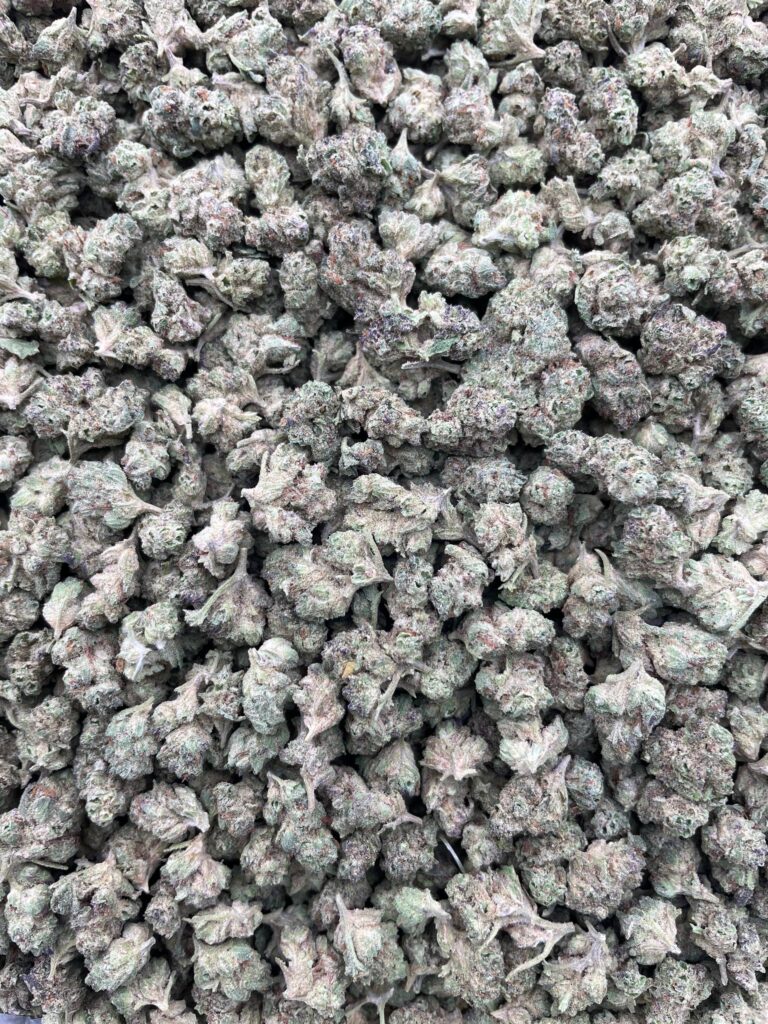 #PF34B 👊 Papaya Punch Smalls 🍐